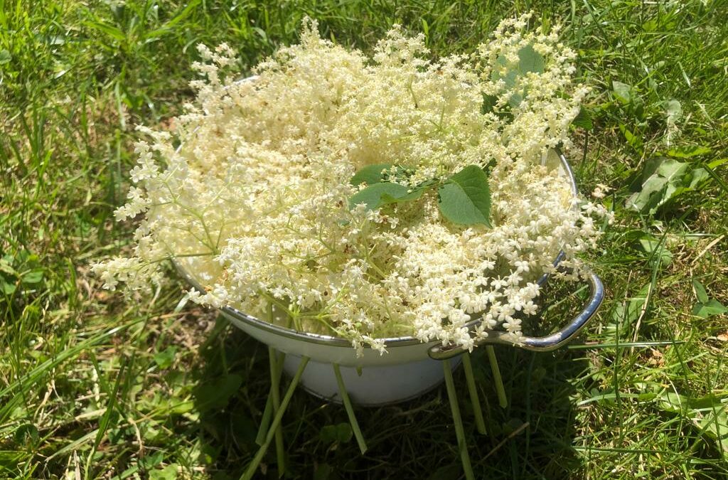 June: Elderflower Cordial